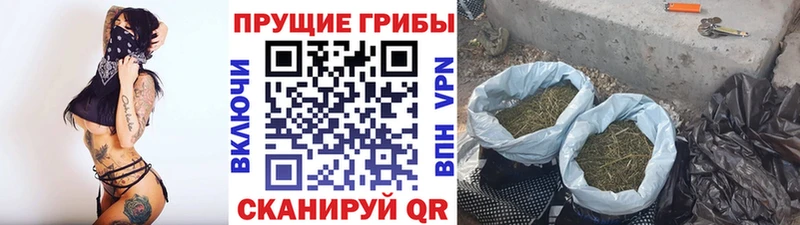 Псилоцибиновые грибы GOLDEN TEACHER  Андреаполь 
